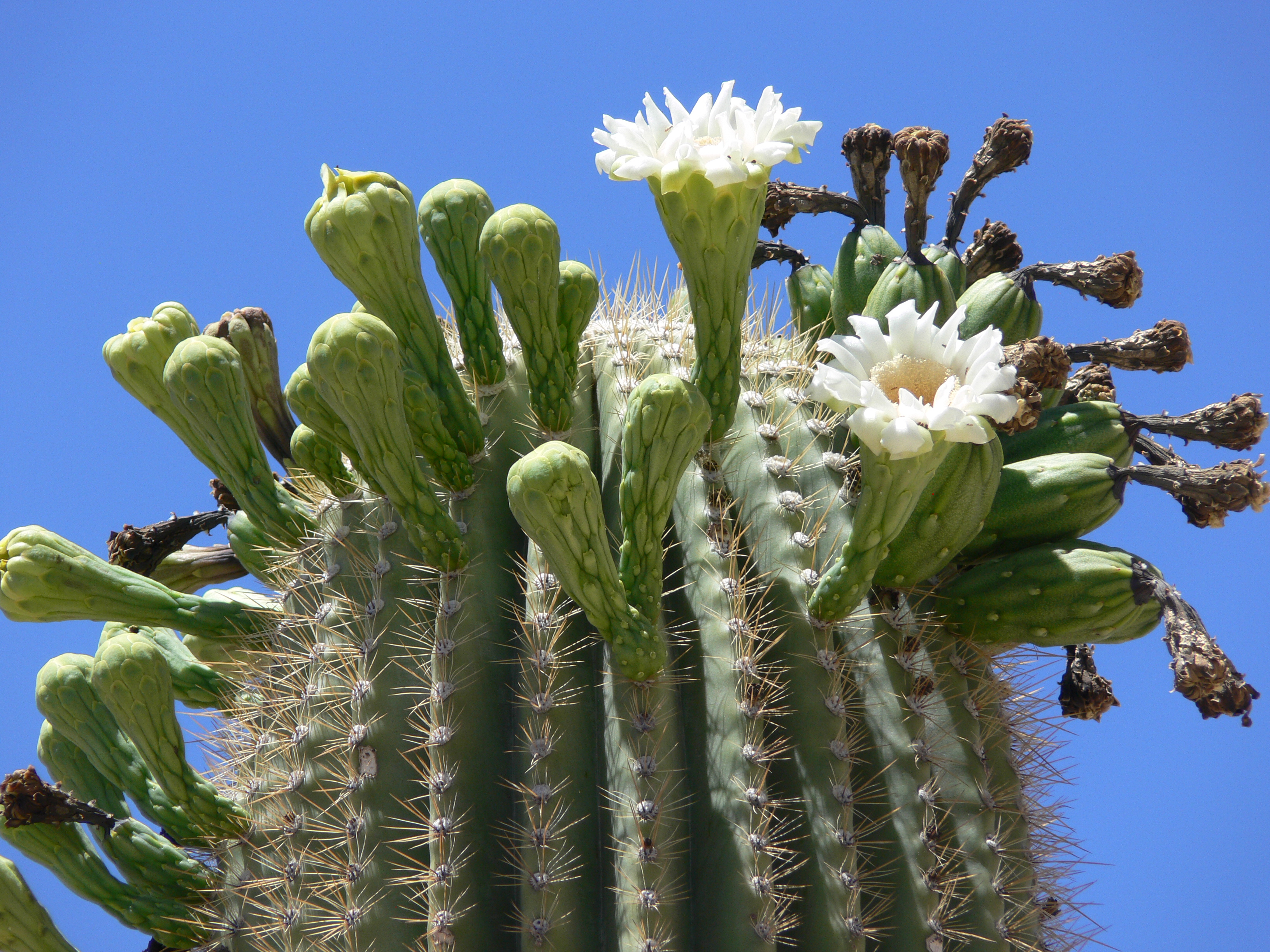 20 Samen Kaktus Neobuxbaumia tetetzo Wüsten Kaktus Riesen Kakteen 