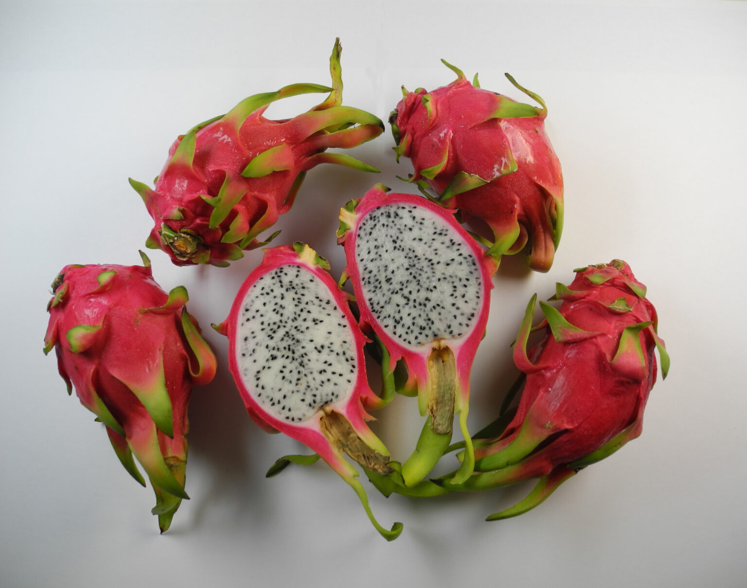 Kaktus des Jahres 2021 Die Drachenfrucht, Hylocereus undatus