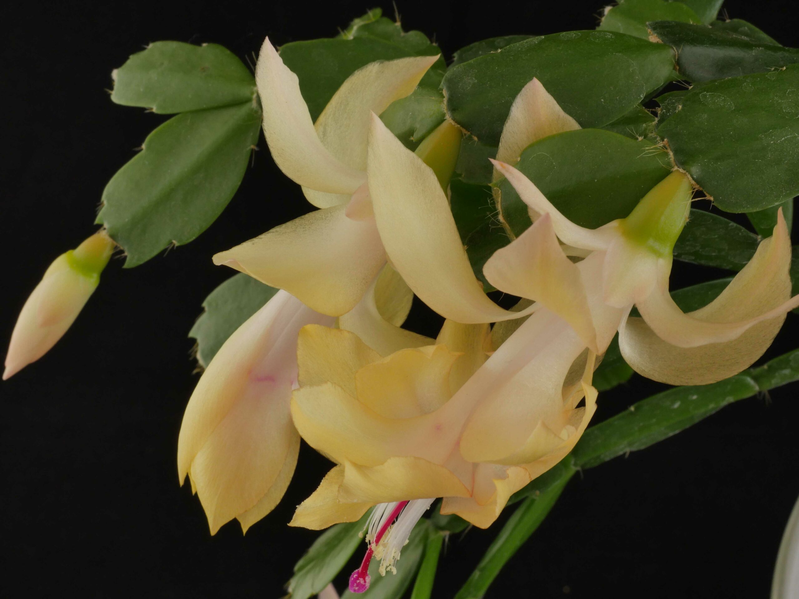 Schlumbergera 'Little Pot o'Gold'