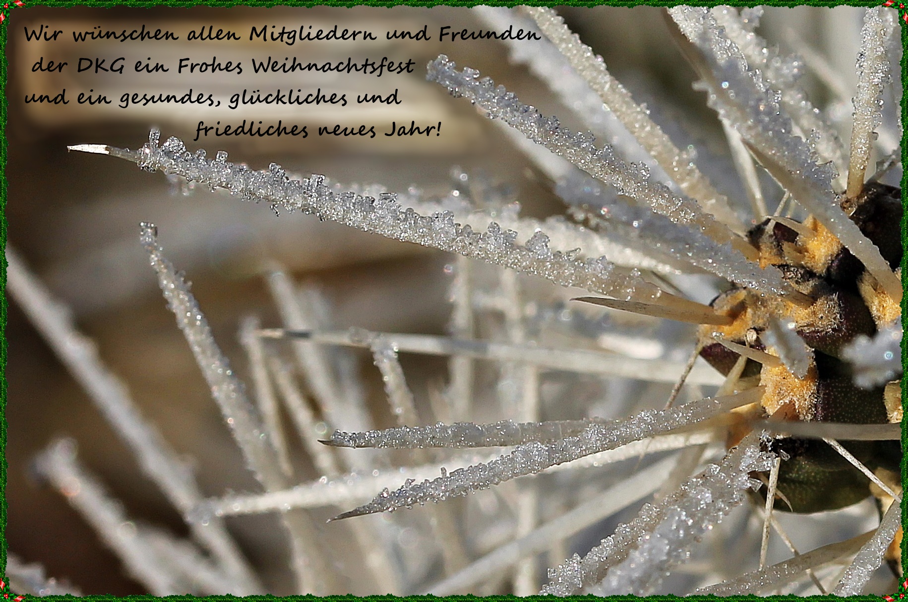 Deutsche KakteenGesellschaft e. V. Die Welt der Kakteen und anderen